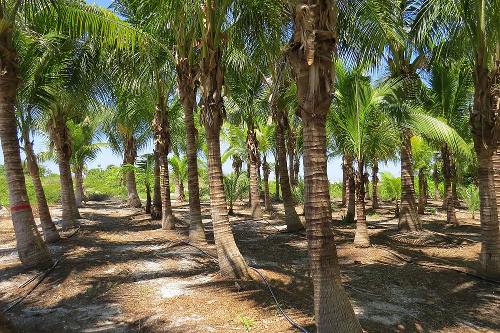 cocos-nucifera-green-maypan-coconut-palm