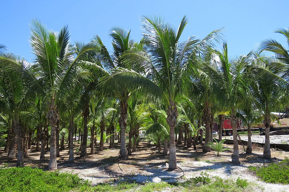 cocos-nucifera-green-maypan-coconut-palm