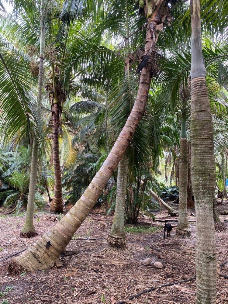 cocos-nucifera-green-maypan-coconut-palm