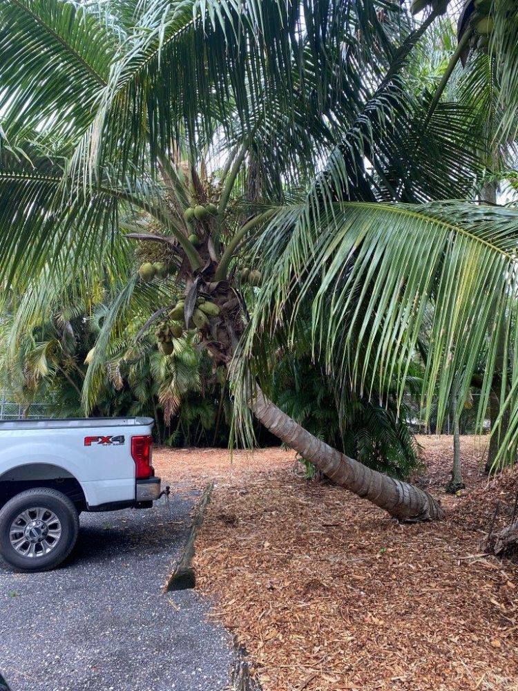 cocos-nucifera-green-maypan-coconut-palm