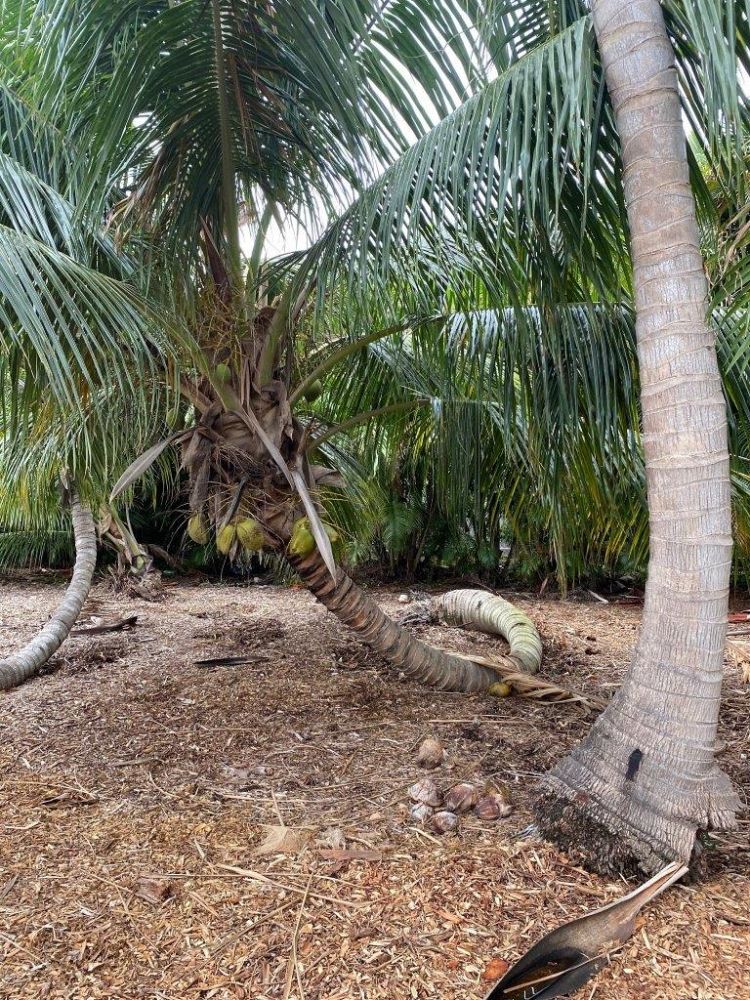 cocos-nucifera-green-maypan-coconut-palm