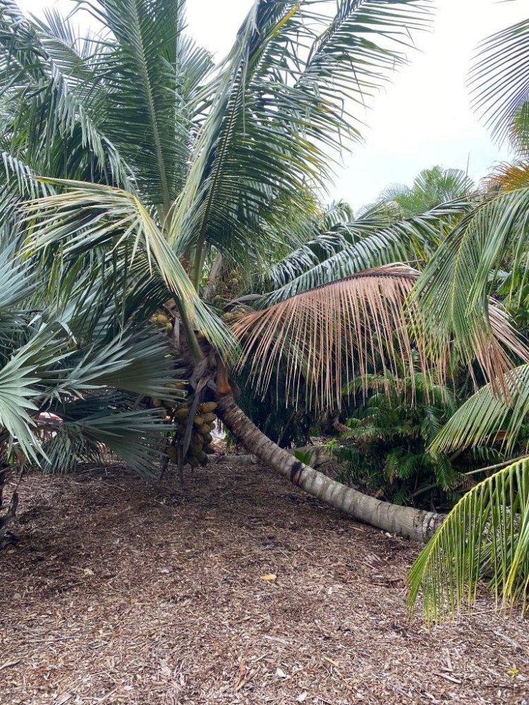 cocos-nucifera-green-maypan-coconut-palm