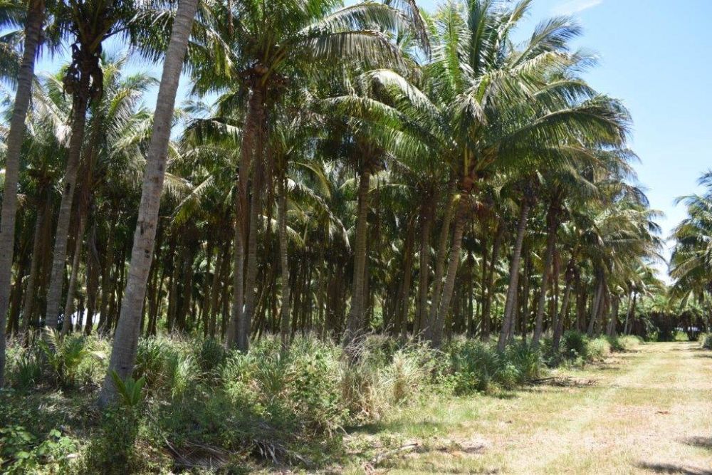 cocos-nucifera-green-maypan-coconut-palm