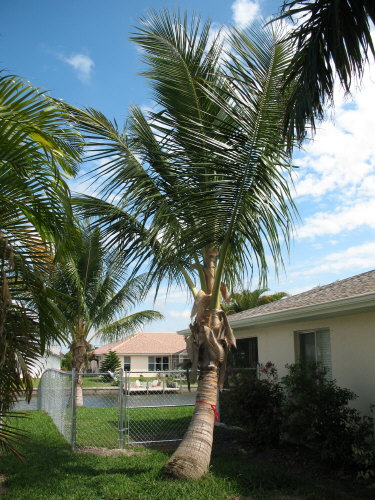 cocos-nucifera-green-maypan-coconut-palm
