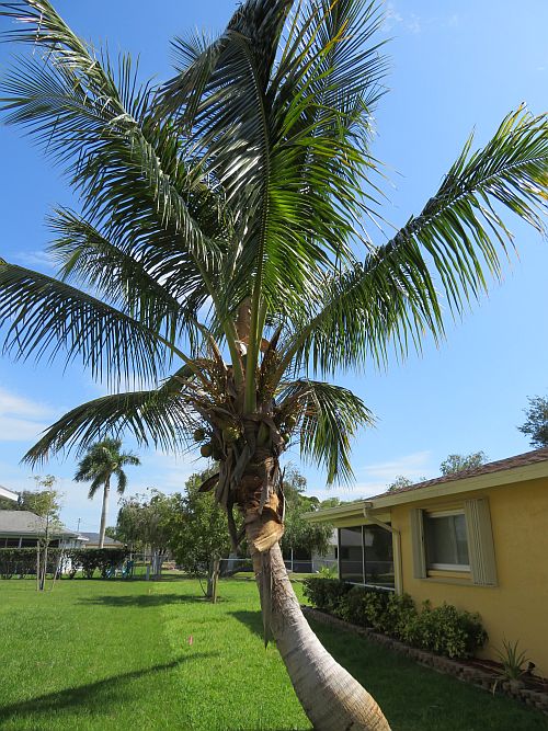 cocos-nucifera-green-maypan-coconut-palm