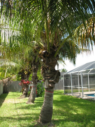 cocos-nucifera-green-maypan-coconut-palm