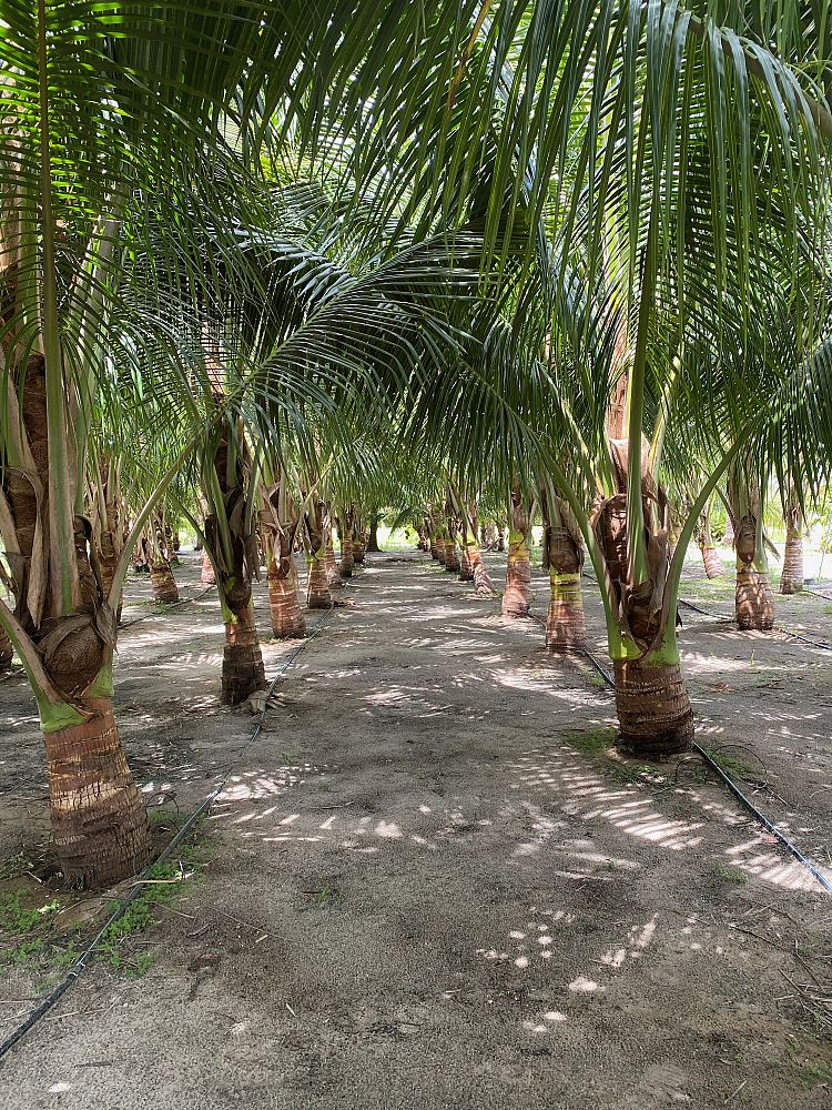 cocos-nucifera-green-maypan-coconut-palm