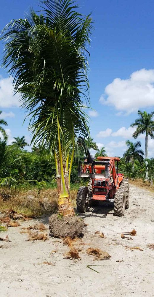 cocos-nucifera-green-maypan-coconut-palm