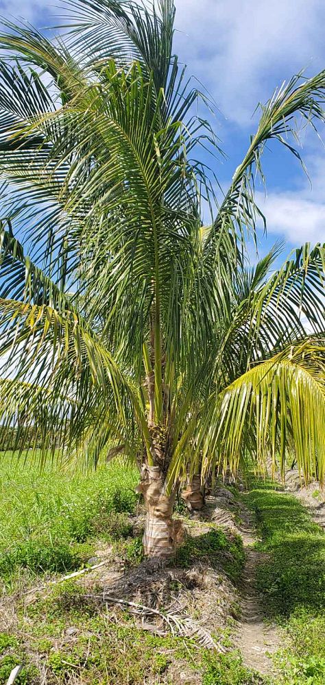 cocos-nucifera-green-maypan-coconut-palm