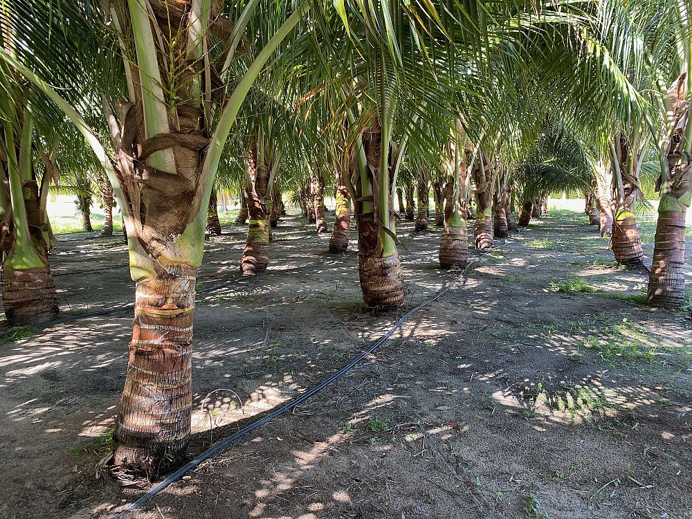 cocos-nucifera-green-maypan-coconut-palm