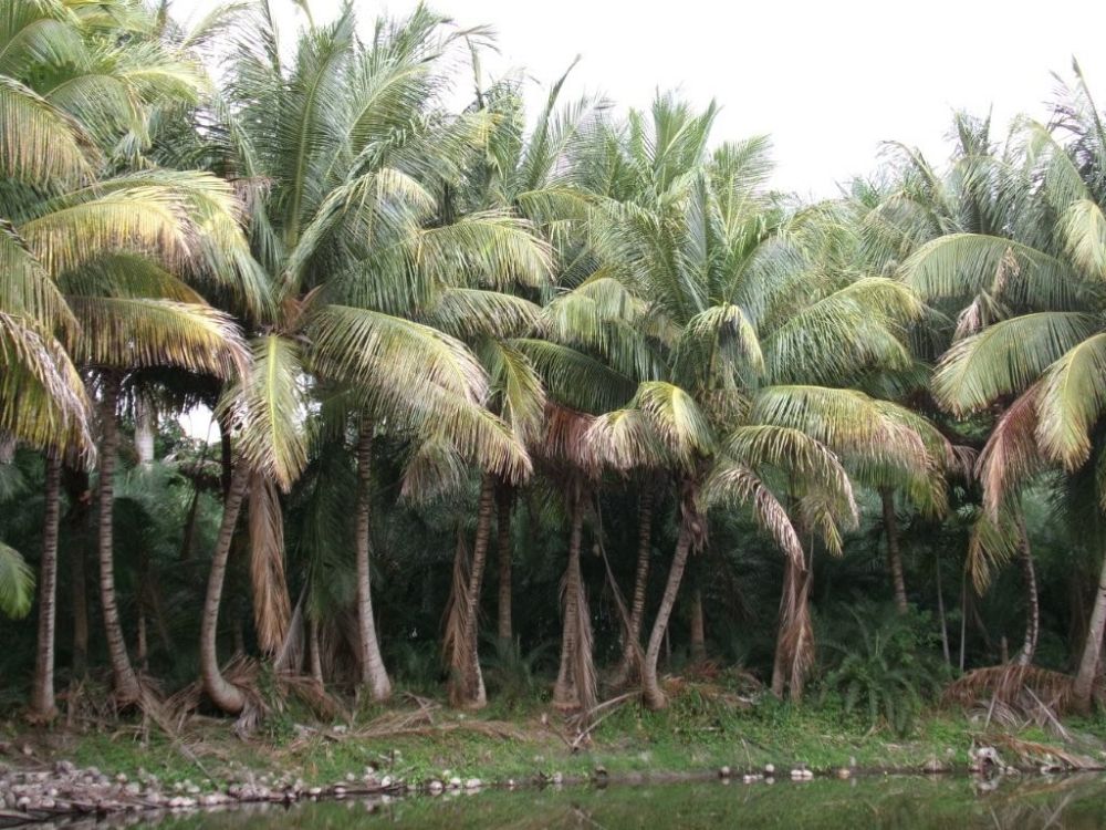 cocos-nucifera-green-maypan-coconut-palm