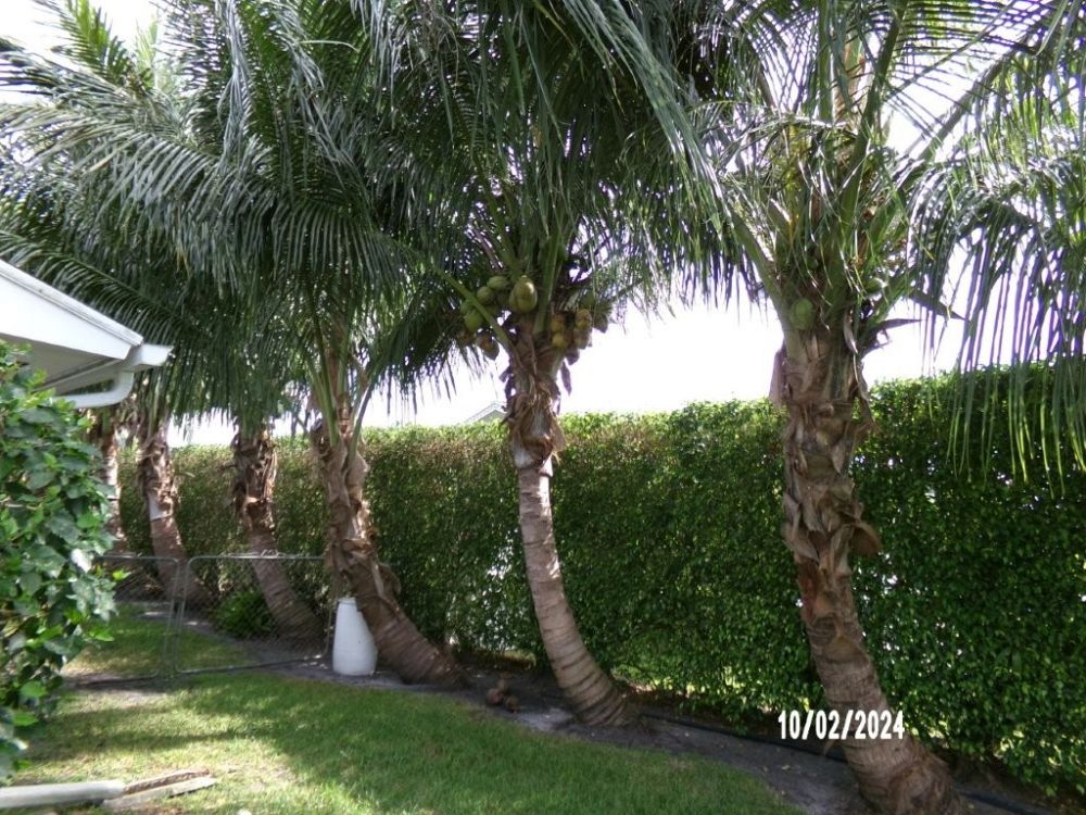 cocos-nucifera-green-maypan-coconut-palm