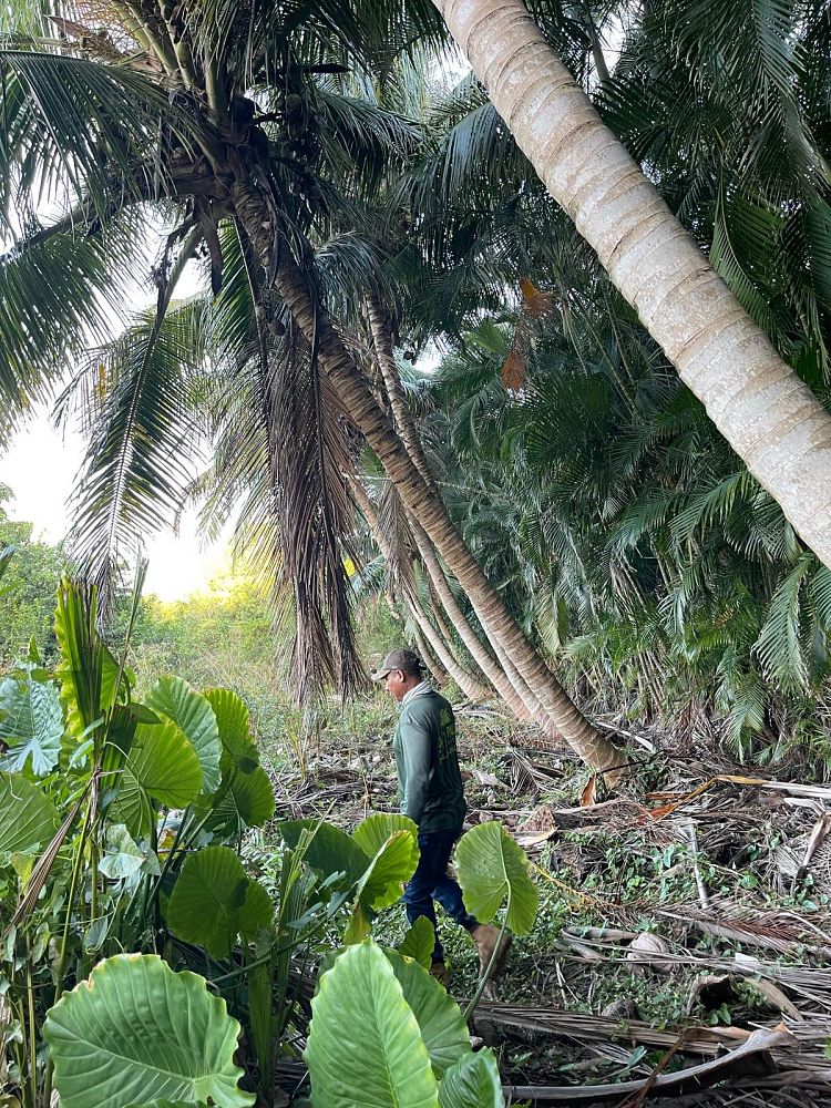 cocos-nucifera-green-maypan-coconut-palm