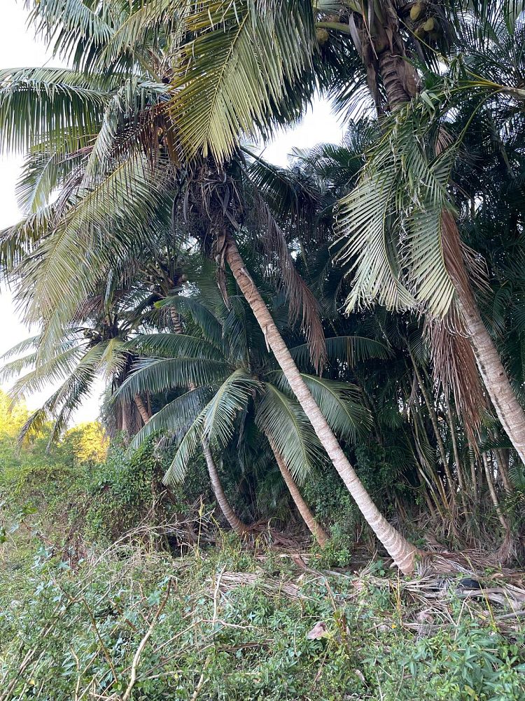 cocos-nucifera-green-maypan-coconut-palm