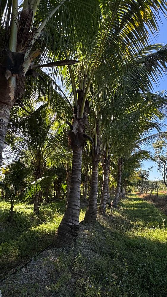 cocos-nucifera-green-maypan-coconut-palm