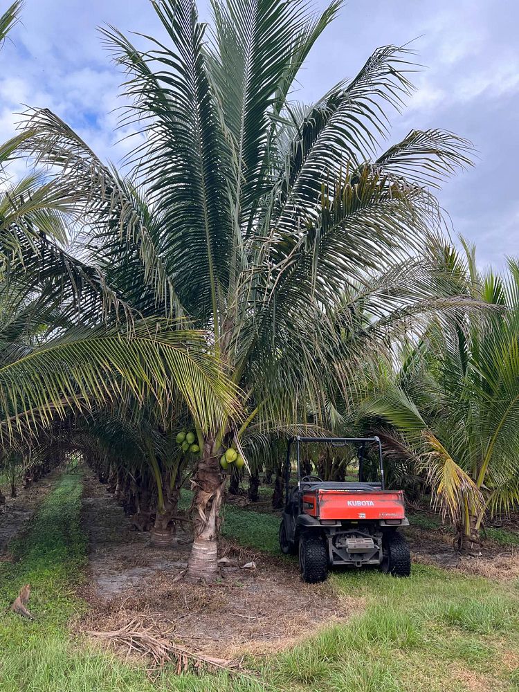 cocos-nucifera-jamaican-malayan-coconut-palm
