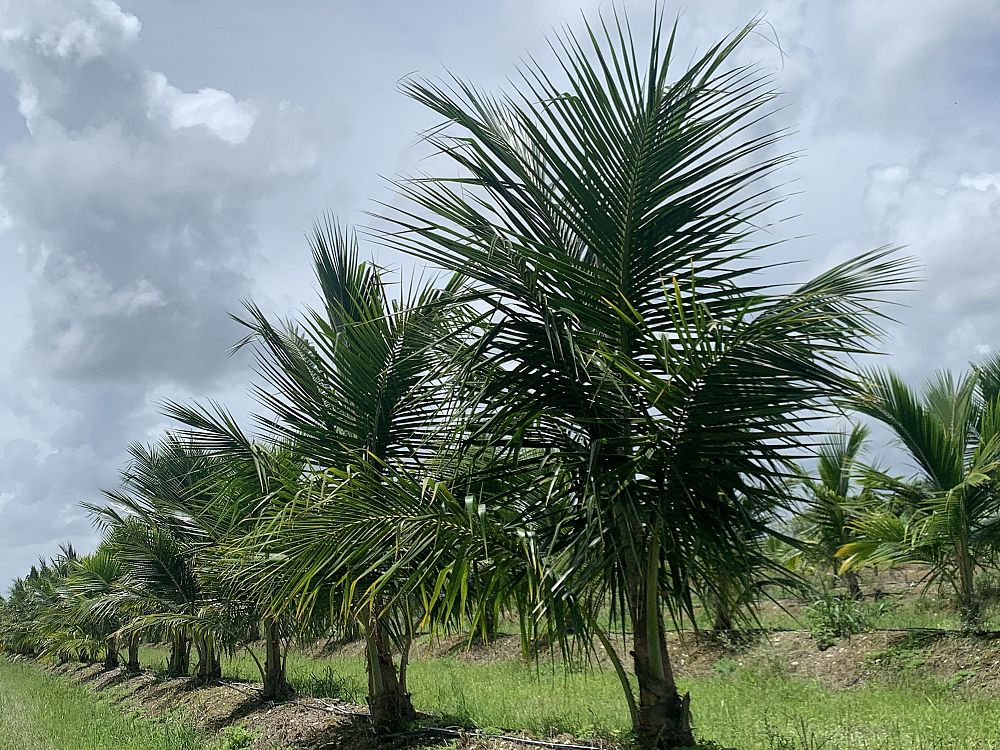 cocos-nucifera-jamaican-malayan-coconut-palm