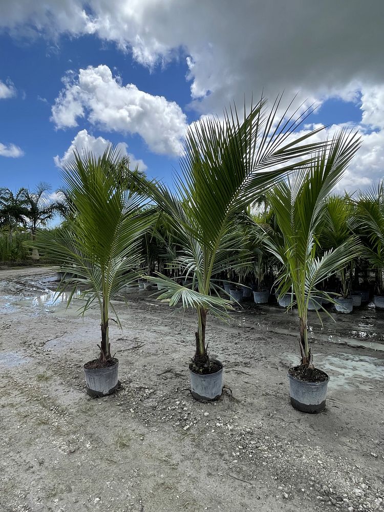 cocos-nucifera-jamaican-malayan-coconut-palm