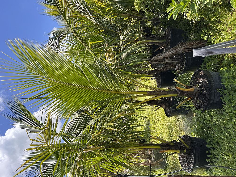 cocos-nucifera-jamaican-malayan-coconut-palm