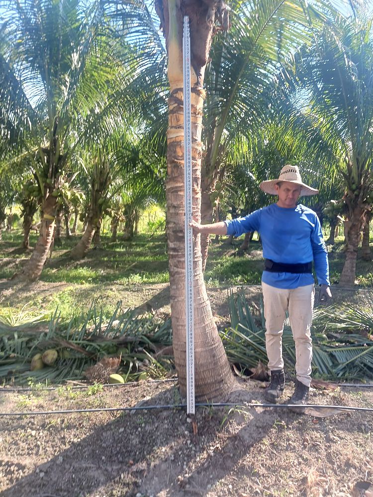 cocos-nucifera-jamaican-malayan-coconut-palm