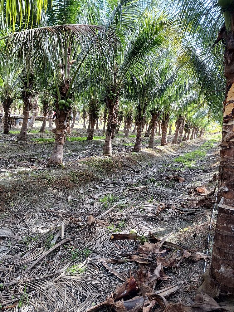 cocos-nucifera-jamaican-malayan-coconut-palm