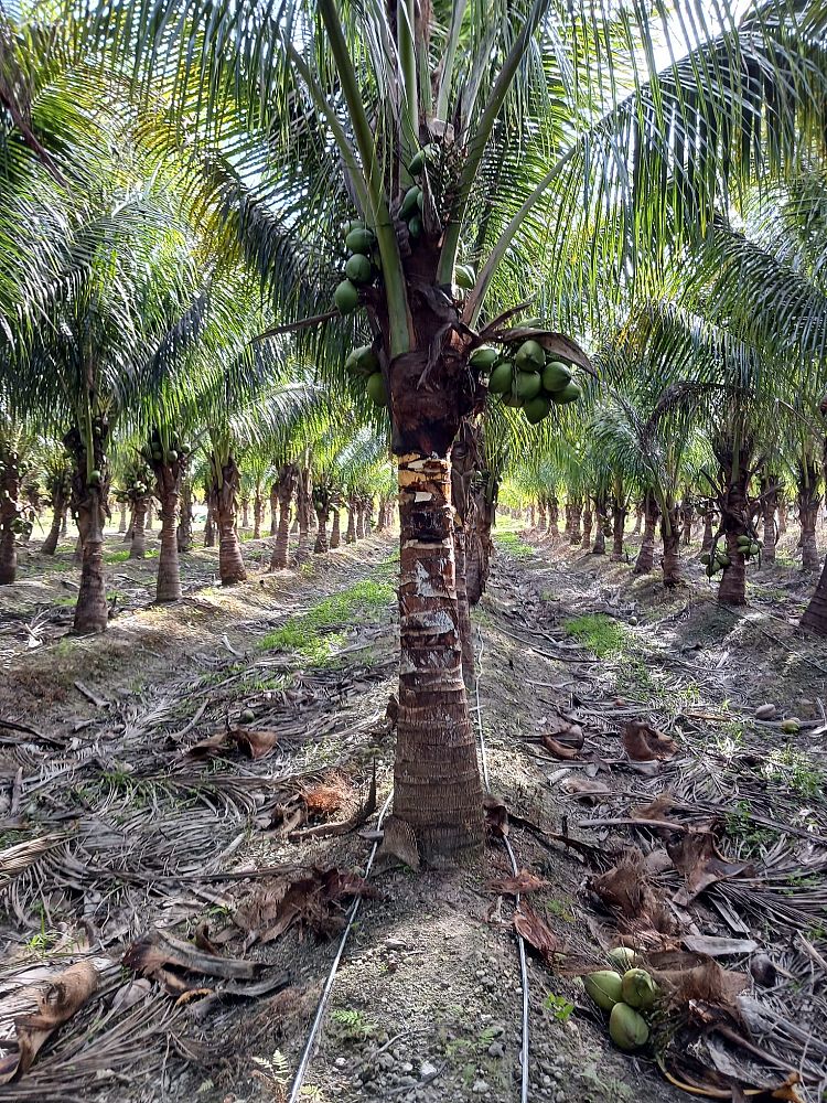 cocos-nucifera-jamaican-malayan-coconut-palm