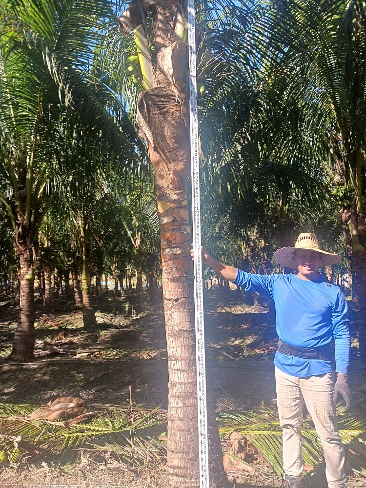 cocos-nucifera-jamaican-malayan-coconut-palm