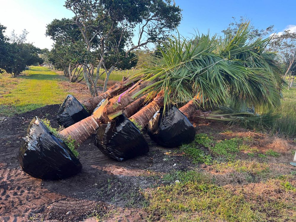 cocos-nucifera-jamaican-malayan-coconut-palm