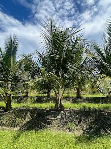 cocos-nucifera-jamaican-malayan-coconut-palm
