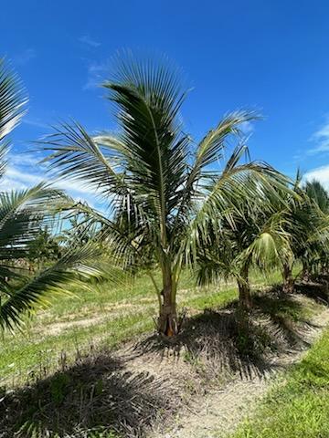 cocos-nucifera-jamaican-malayan-coconut-palm