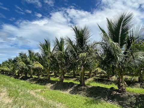 cocos-nucifera-jamaican-malayan-coconut-palm