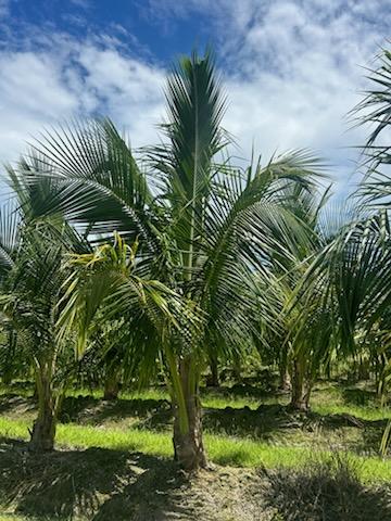 cocos-nucifera-jamaican-malayan-coconut-palm