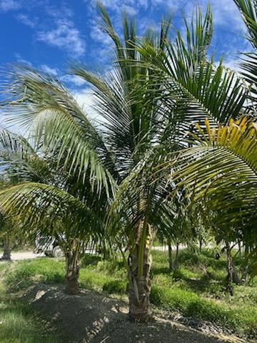 cocos-nucifera-jamaican-malayan-coconut-palm