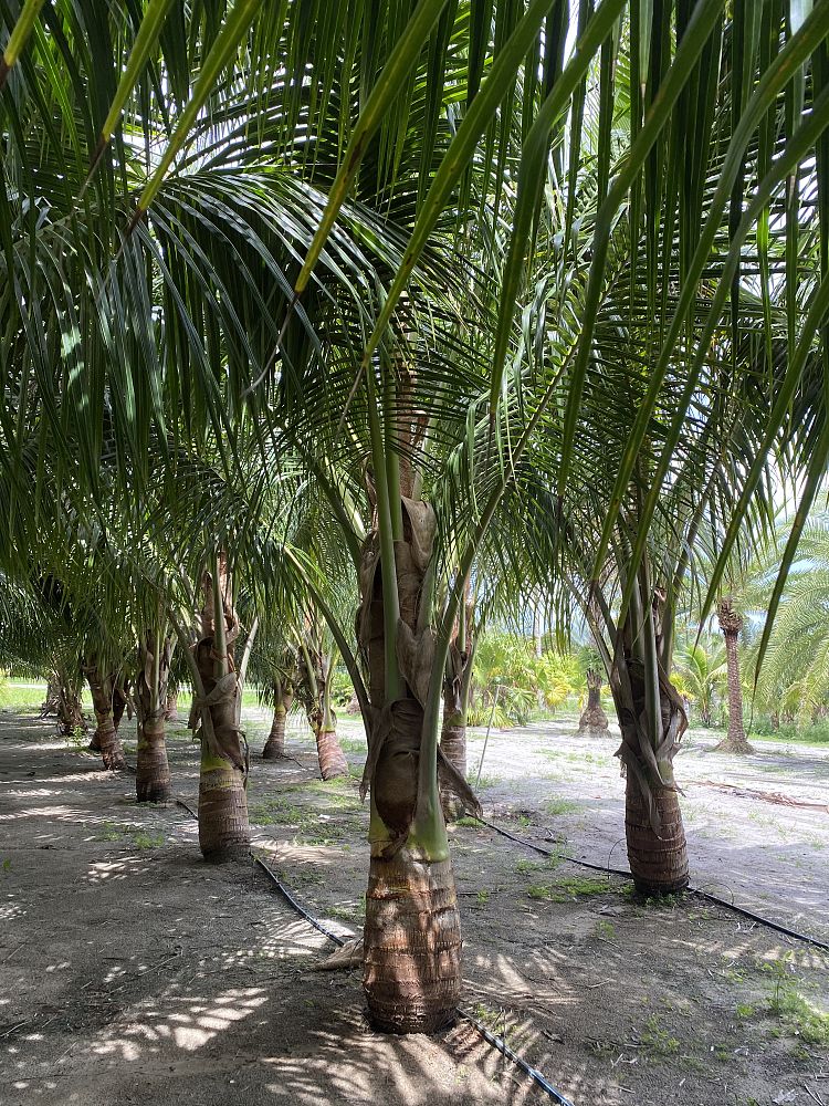 cocos-nucifera-jamaican-maypan-coconut-palm