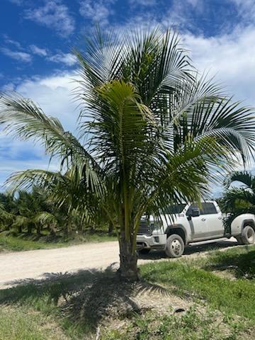 cocos-nucifera-jamaican-maypan-coconut-palm