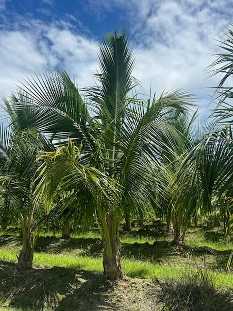 cocos-nucifera-jamaican-maypan-coconut-palm