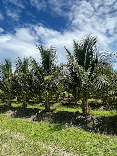 cocos-nucifera-jamaican-maypan-coconut-palm