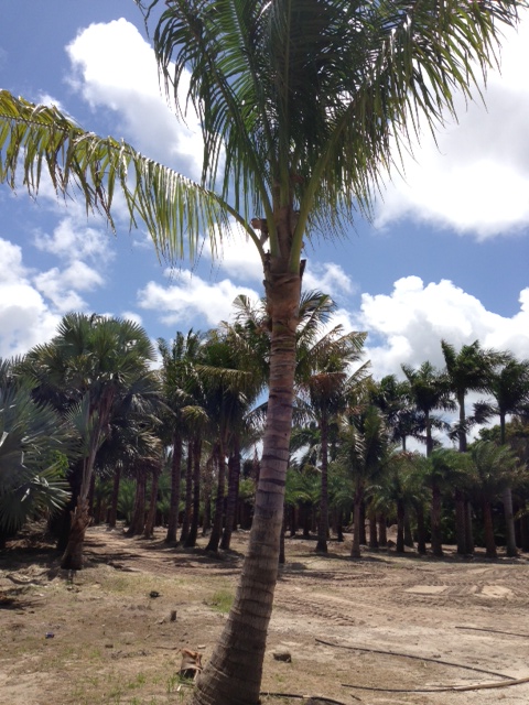 cocos-nucifera-malayan-coconut-palm
