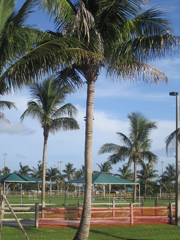 cocos-nucifera-malayan-coconut-palm