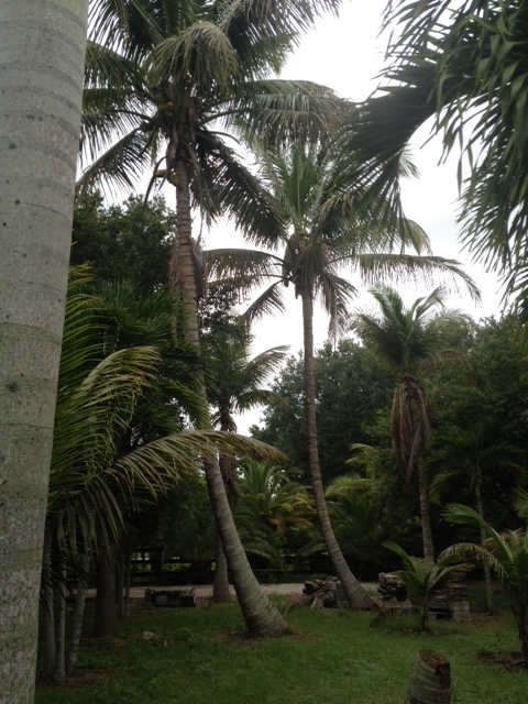 cocos-nucifera-malayan-coconut-palm