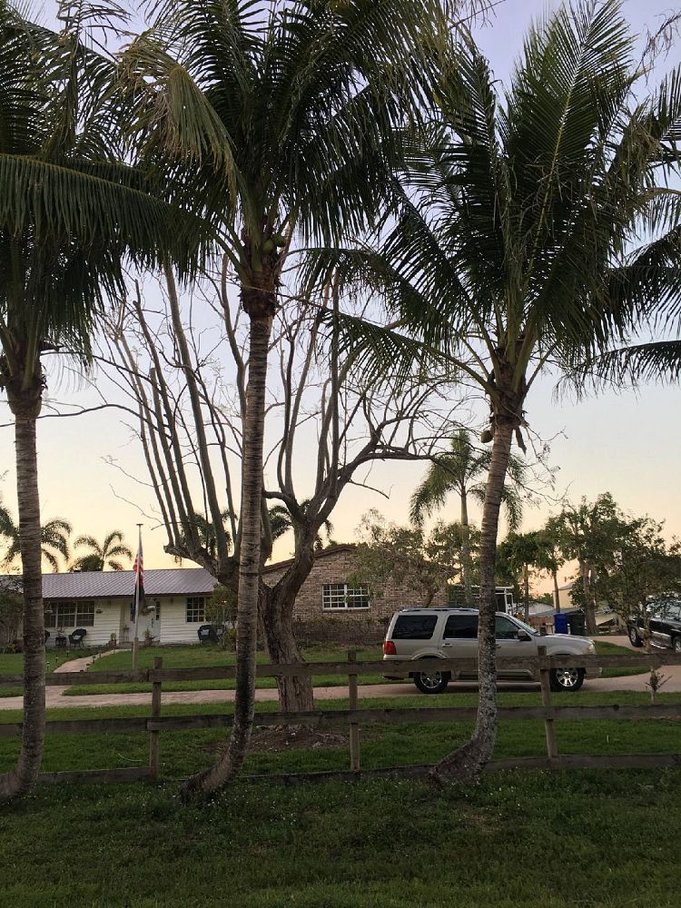 cocos-nucifera-malayan-coconut-palm