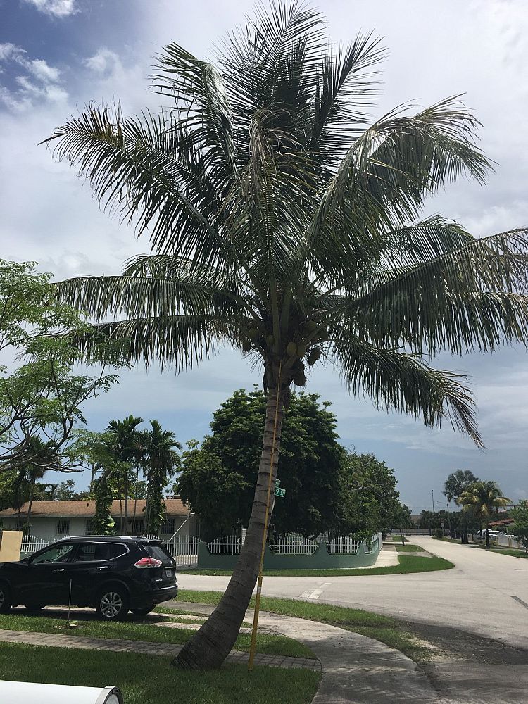 cocos-nucifera-malayan-coconut-palm