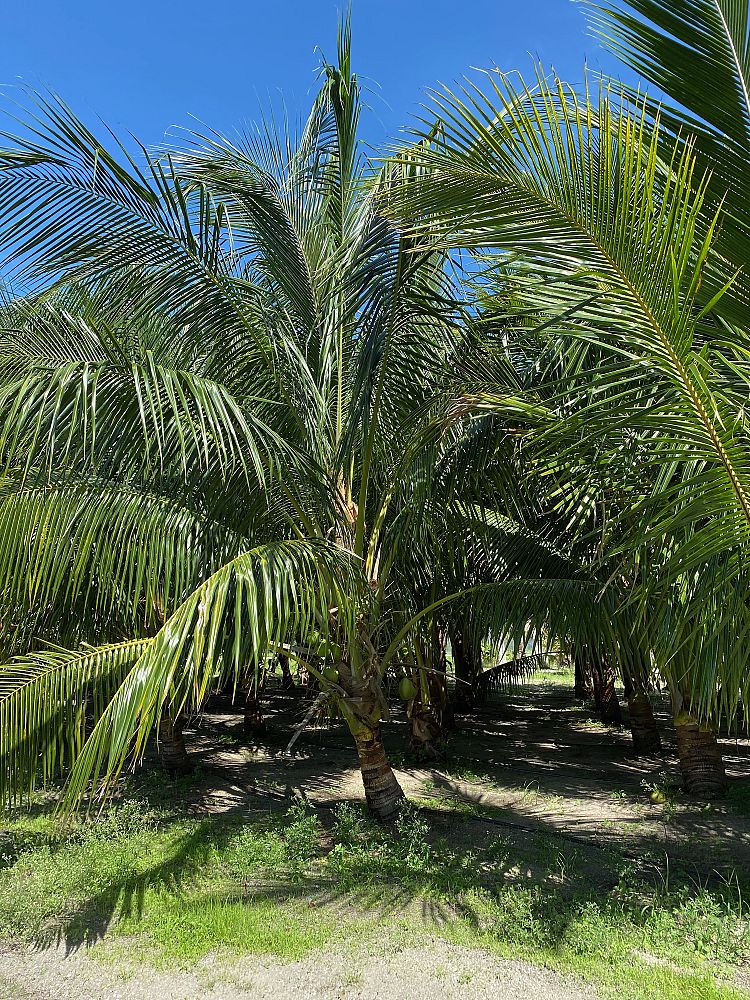 cocos-nucifera-malayan-coconut-palm