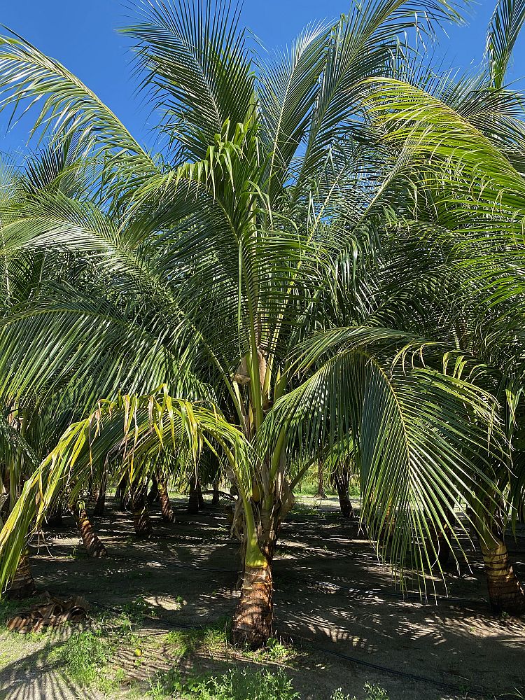 cocos-nucifera-malayan-coconut-palm