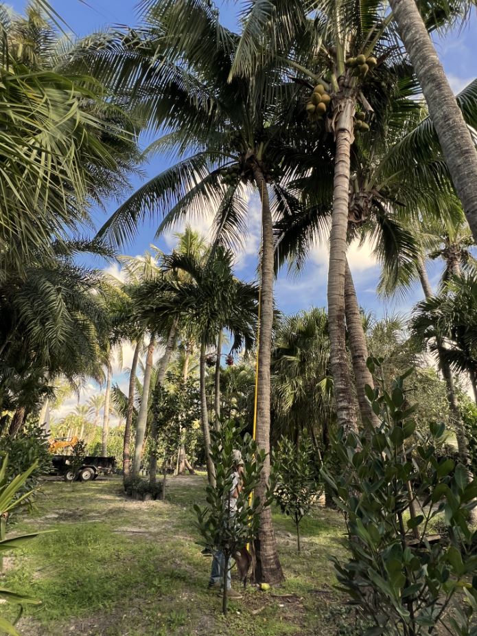 cocos-nucifera-malayan-coconut-palm