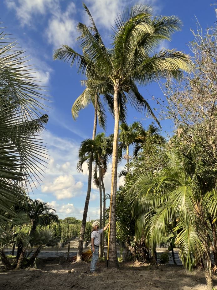 cocos-nucifera-malayan-coconut-palm