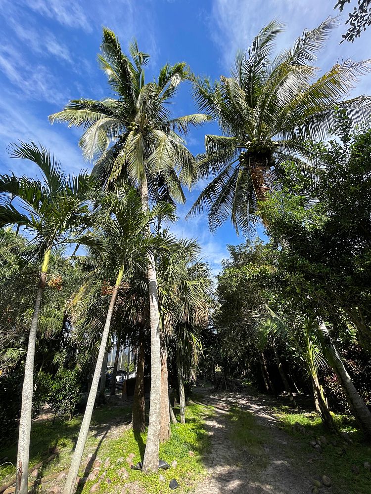 cocos-nucifera-malayan-coconut-palm
