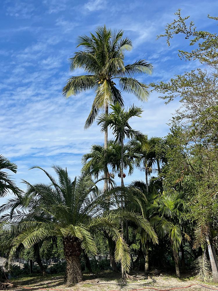 cocos-nucifera-malayan-coconut-palm