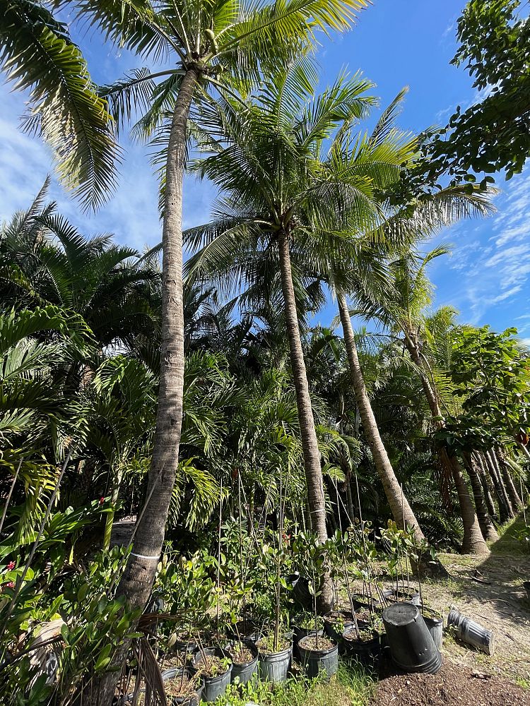 cocos-nucifera-malayan-coconut-palm