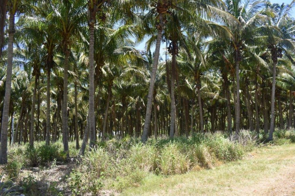cocos-nucifera-maypan-coconut-palm